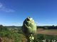 Il carciofo del sorì tra i Presidi Slow Food, approda sui mercati [VIDEO]