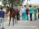 Palio di Asti: gli esiti delle prime visite veterinarie [AGGIORNATO] - VIDEO
