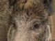 Confagricoltura Piemonte, fauna selvatica: &quot;Indennizzi congrui e celeri agli imprenditori danneggiati&quot;