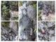Collage d'immagini (d'archivio) relative un addestramento SAF