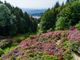 L'Oasi Zegna riparte dalle splendide fioriture spontanee e della Conca dei Rododendri