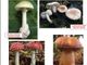 I consigli degli esperti per evitare brutte sorprese mangiando i funghi 'sbagliati'
