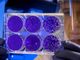 Coronavirus, ad Asti 20 nuovi guariti. Decessi fermi a quota 250