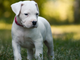 Cucciolo di dogo argentino, una delle tre razze che sceglierei assieme a un cane salvato dal canile