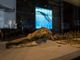 Proroga al 31 ottobre per la mostra “Balene Preistoriche”