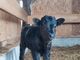 A Moasca nasce un vitellino di razza Dexter, la &quot;mini mucca&quot;. È tra i pochi presenti in Italia