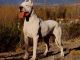 Un esemplare di dogo argentino (Di Zeballos - Opera propria, CC BY 3.0, https://commons.wikimedia.org/w/index.php?curid=7579990)