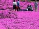 Esplosione di muschio rosa in Giappone, meta di folle turistiche
