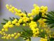 Mimosa festa della donna