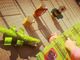 &quot;Storie dall'alveare&quot;, una favola al giorno per i vostri bambini. Oggi &quot;Filastrocche in vigna&quot;