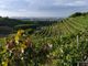 Incentivare turismo ed eccellenze locali con il Distretto del Commercio delle Terre di vini e tartufi
