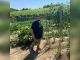 Franca Dino, titolare dell’agriturismo I Salici Ridenti di Nizza Monferrato nell’orto didattico