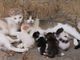 Gatti randagi con cuccioli