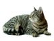 Un gatto europeo (foto d'archivio)
