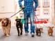 Dog sitter