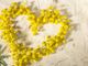 Cuore di mimose