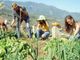 Giovani agricoltori al lavoro