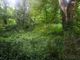 Giungla urbana nel Bosco dei Partigiani