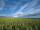 Al via la trebbiatura del grano. Coldiretti Asti: prevista una riduzione dei raccolti del 10%