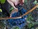 Un grappolo di uva Barbera