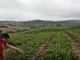 Un vigneto distrutto dalla furia di grandi e vento a Grazzano Badoglio