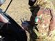 Peste suina: i sindaci di Incisa e Castel Boglione chiedono l'intervento del Corpo Militare dell'Ordine di Malta