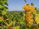 Dai Comuni del Moscato un fermo &quot;no&quot; all’ingresso di Asti nel disciplinare di produzione