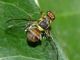 La mosca orientale della frutta
