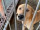 “In Piemonte ancora troppi reati contro gli animali: non abbassiamo la guardia”