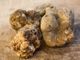 Tartufo, vino e sapori di autunno: ecco cosa fare nell'Astigiano in questo penultimo fine settimana