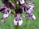 Orchidea maggiore