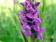 Orchis incarnata da ammirare a breve nell'Astigiano