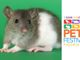 Petsfestival 2019, animali da compagnia: non solo cani e gatti