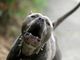 Immagine generica di un pitbull