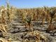 Campo reso arido dalla siccità
