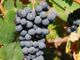 Il Vigne Vecchie indossa la corona