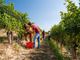 Immagini della scorsa edizione della &quot;vendemmia didattica&quot; (Credit MIKAEL MASOERO  e ARCHIVIO ENTE TURISMO LMR)