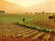 Superfici vitate, programmazione triennale 2020-2022 Barbera d'Asti
