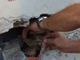 Villanova d’Asti, intervento dei vigili del fuoco in Borgo Terrazze per salvare un gatto intrappolato in un condotto