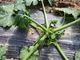 Zucchini in un campo a Castelnuovo Don Bosco danneggiati dal gelo