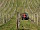 Psr Piemonte: arrivano i primi aiuti per agro-ambiente e giovani agricoltori