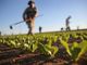 Crescono le imprese astigiane nell'ambito della cooperazione. Settore predominante l'agricoltura con 61 nuove attività