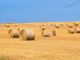 Conclusione dell’annata agraria 2022/2023: un bilancio dell’agricoltura piemontese [DATI]