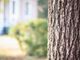 A Costigliole &quot;Un albero per ogni nuovo nato&quot;