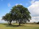Un albero di noce ricorderà Emanuele Bruzzone