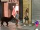 Alpaca a passeggio per Asti