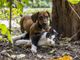 Onoranze funebri Ancona: la cremazione degli animali