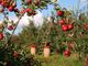 Per Alfabeti di cittadinanza &quot;A come agricoltura eco-sostenibile&quot;, con il Cpia di Asti