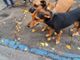 Muore a 50 anni colto da malore, in piazza Catena. Il vicino di casa fa un appello per i due cagnolini rimasti soli