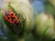 Al CPIA 1 di Asti la mostra &quot;Il grido della terra&quot;, nell'ambito dell'iniziativa &quot;Biodiversità? Sì, grazie&quot;
